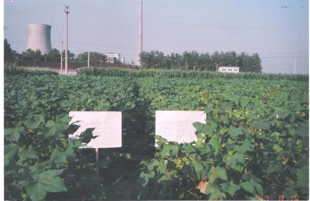 黄萎病怎么治,干枯萎病特效药