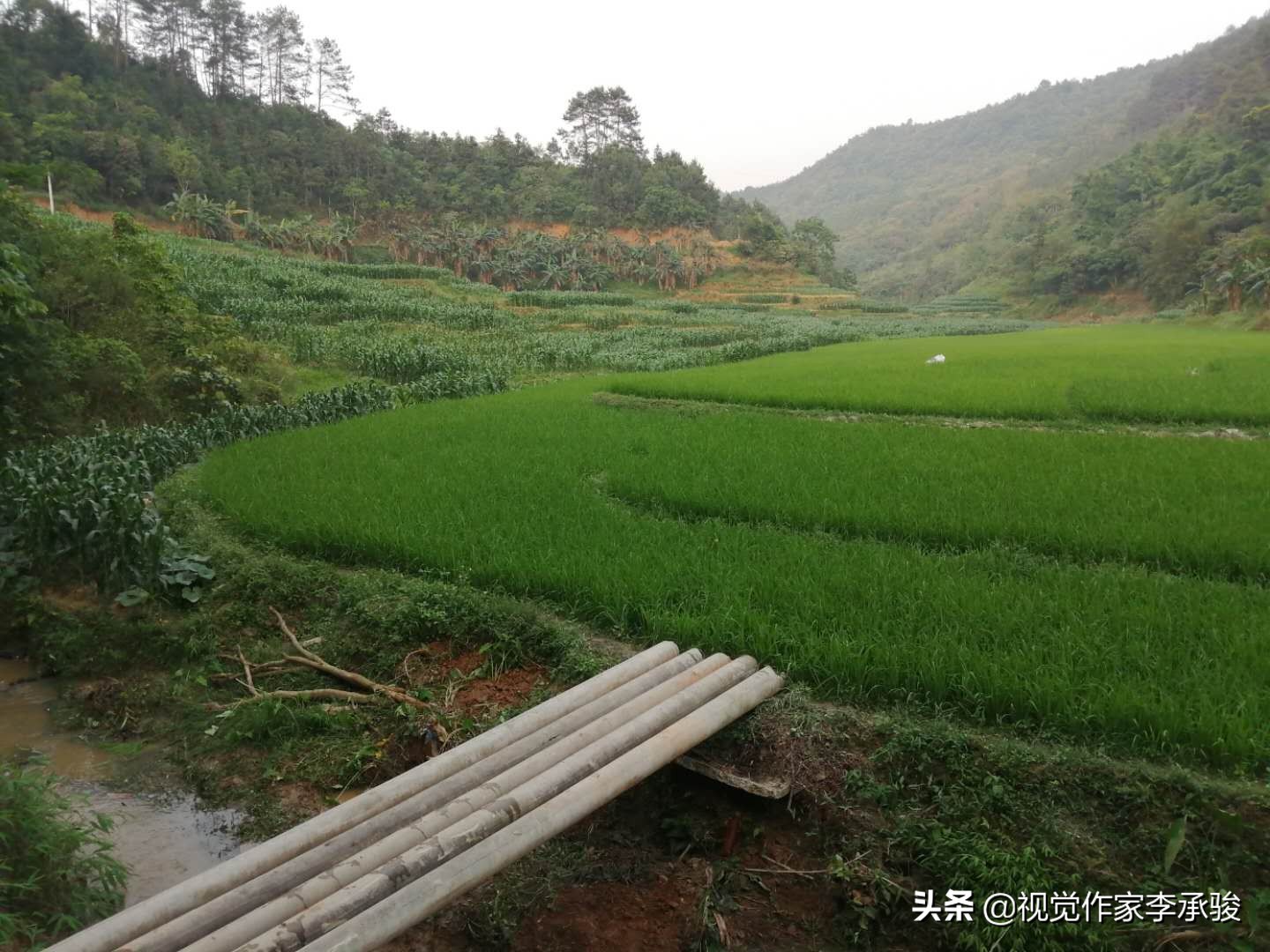 哦，德保县荣华乡乐屯，我土土的故乡和土土的家乡人，春天好！