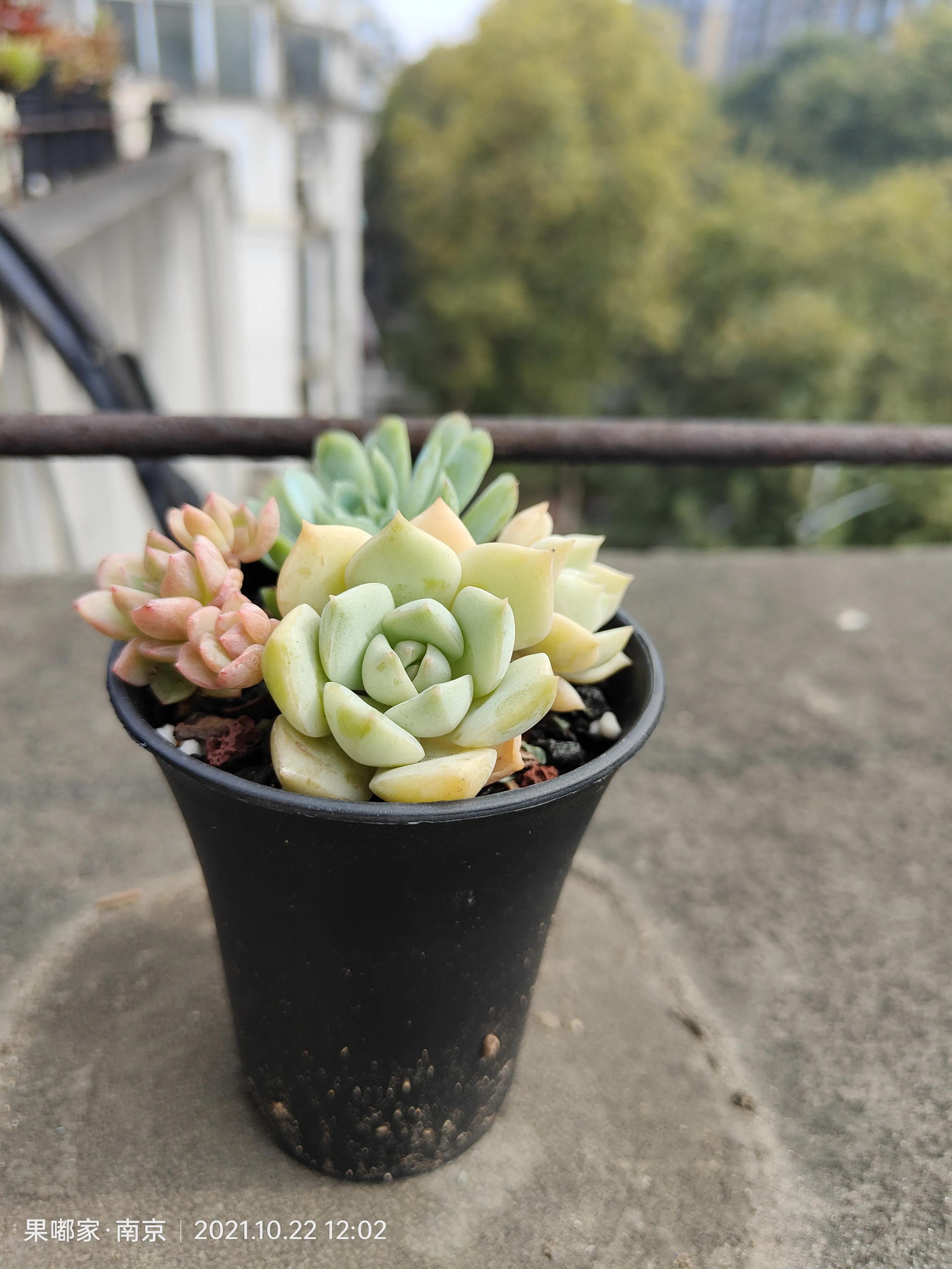 肉肉变美的季节到了,怎么把肉肉练精致