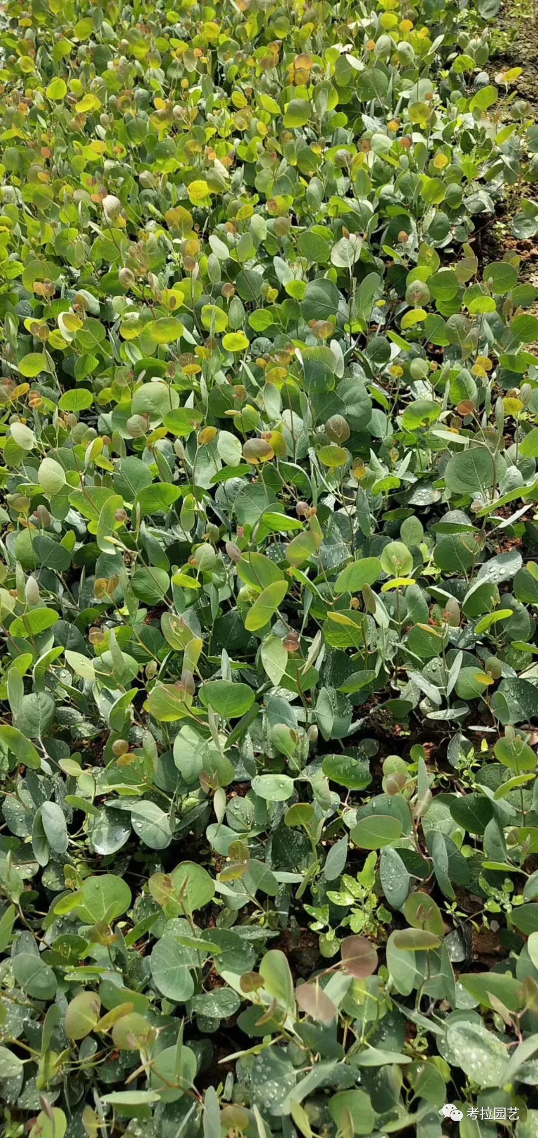 大地的恩赐图片,大地的馈赠是大天域吗