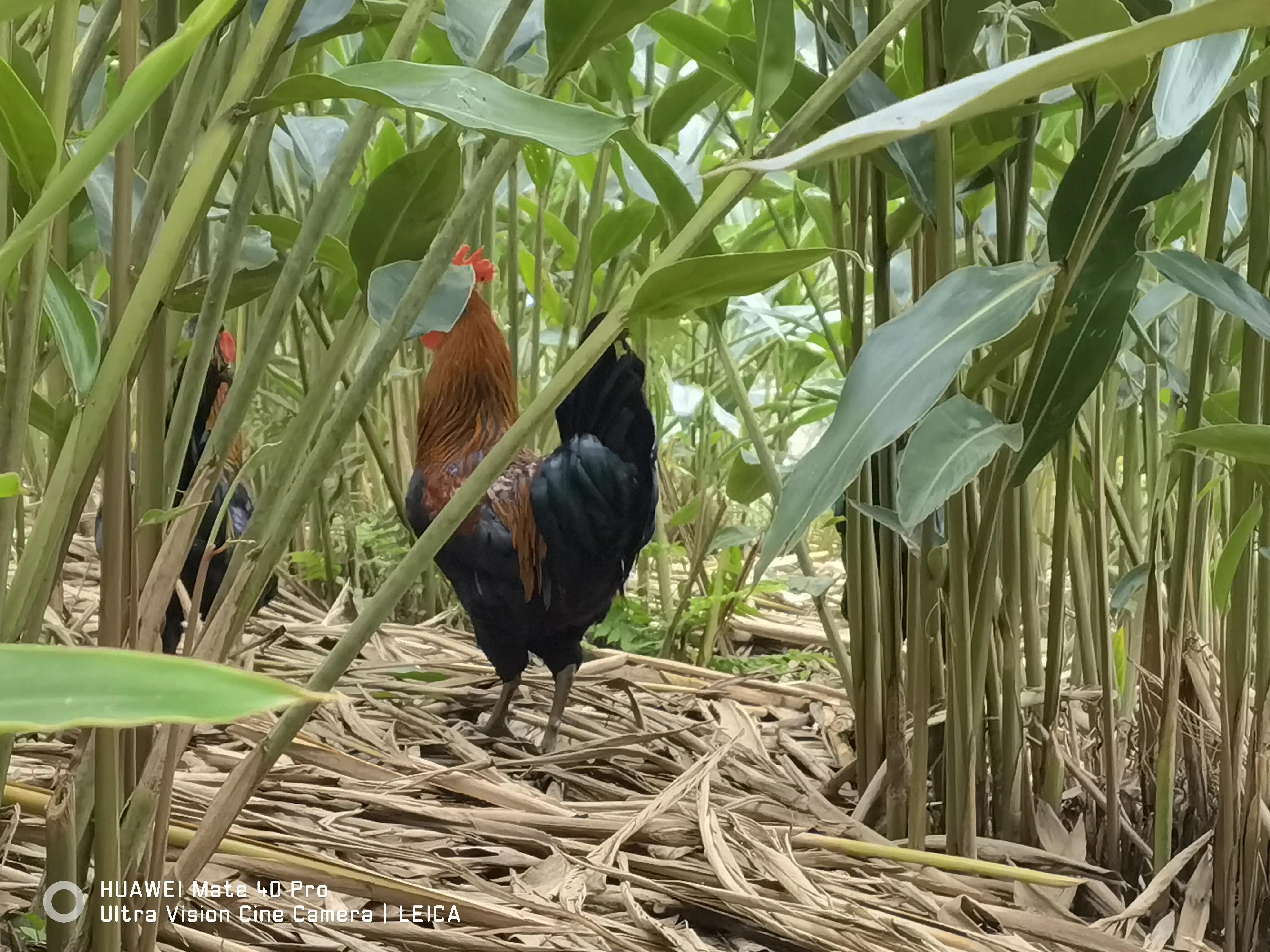 驻村干部要干什么,驻村干部做些什么