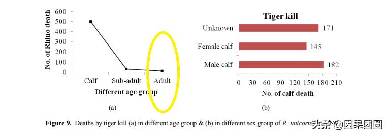 老虎杀犀牛全过程,老虎猎杀犀牛过程