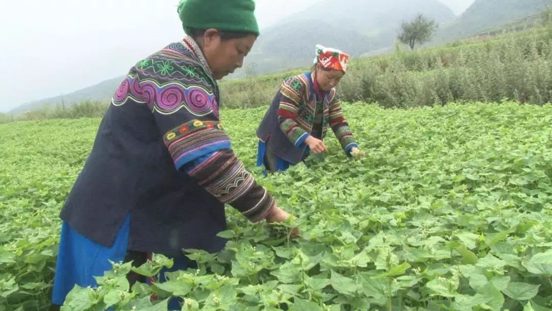 大凉山特产苦荞香茶,大凉山高山黑苦荞茶
