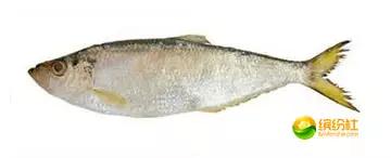 舟山海鲜代加工攻略,最全舟山海鲜攻略