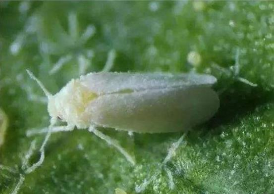 大黄素甲醚防治甘薯病毒病,甘薯病毒病的防治