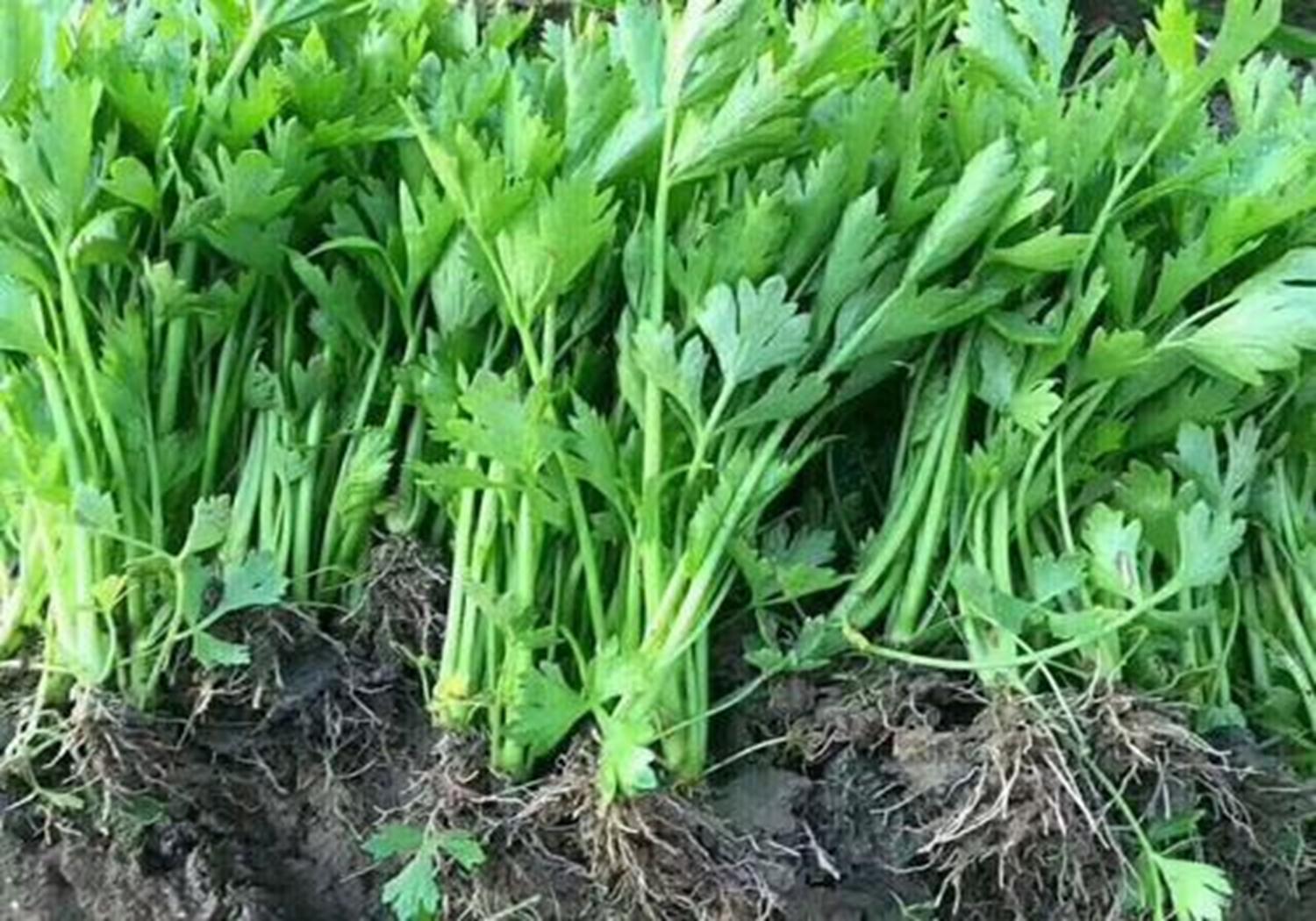 芹菜大棚种植技术和方法,温室种植芹菜有哪些科学育苗方法