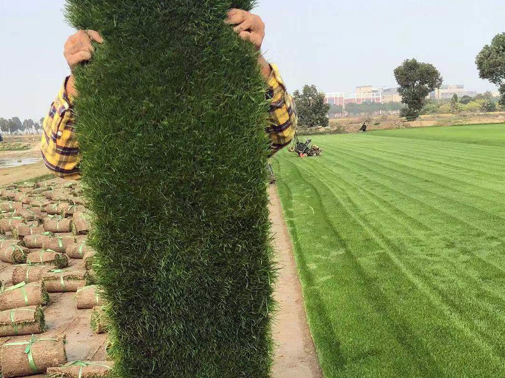 草坪发黄干枯怎么种植草坪,草坪种植技巧视频