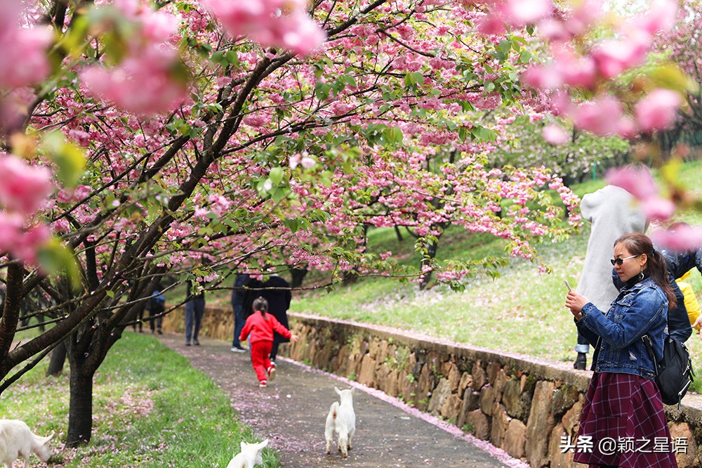 十里樱花十里尘,十五个赏樱地,赴一场樱花之恋