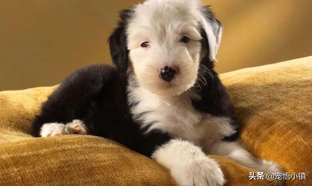 狗狗太瘦怎样合理的让狗狗长肉,狗狗瘦了吃什么钙片好