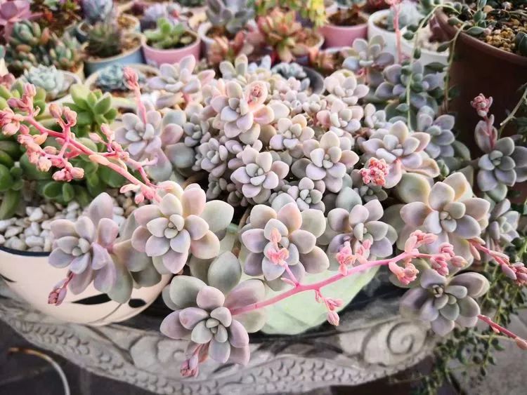 一花一叶一世界多肉,一花一世界多肉之美