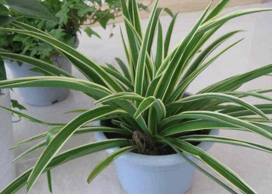 用大蒜养花会有意想不到的效果,大蒜养花小技巧图片