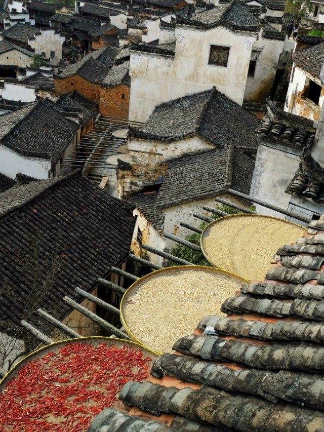 春暖花开我在油菜花田等你,篁岭晒秋我听了风的话