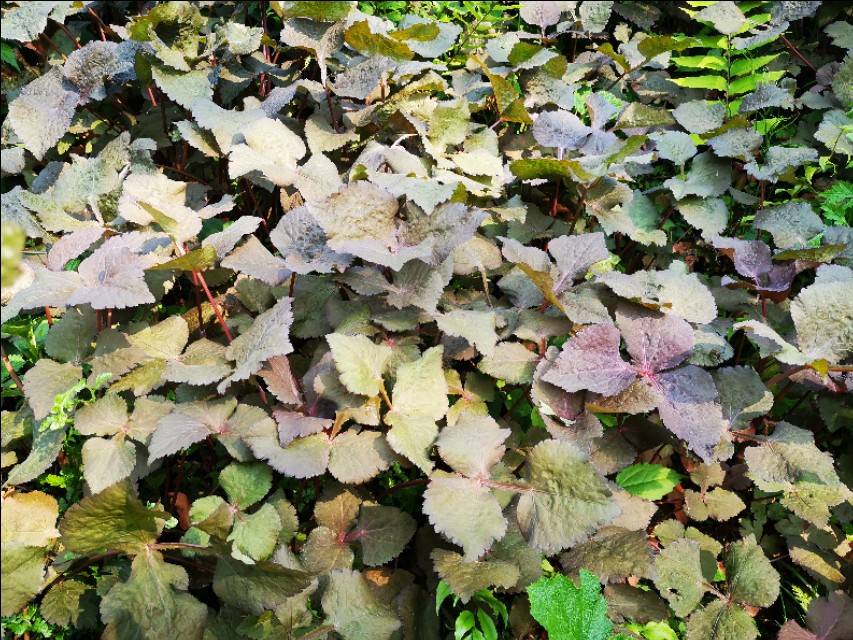 红叶鸭跖草,红叶苋菜补血吗