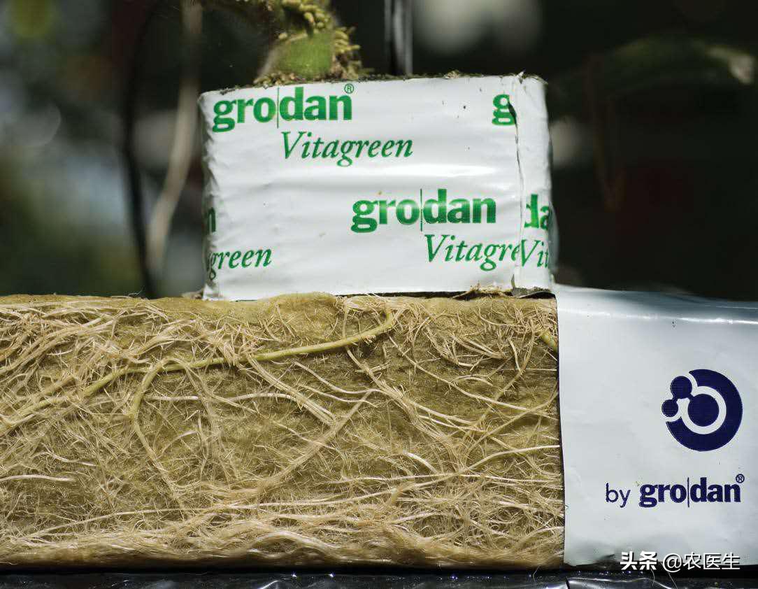 这才是真正的无土栽培,无土栽培都有哪些问题