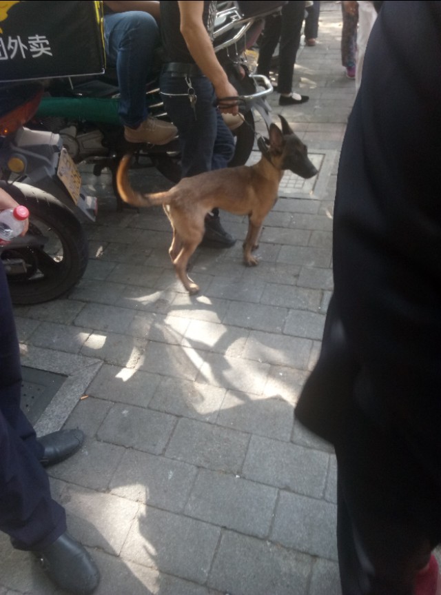 重庆渝北附近的猫狗市场,重庆九龙坡猫狗市场