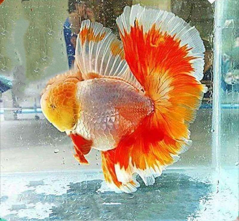 狮子头金鱼头朝下怎么办,狮子头金鱼头有点发黑怎么办