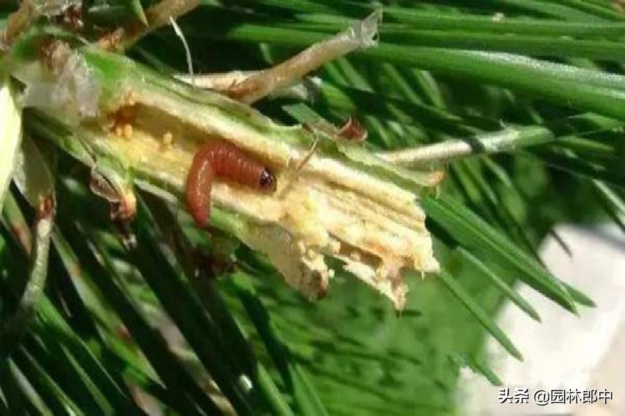 大松树松蚜怎么防治,松树病虫害及防治属于什么行业