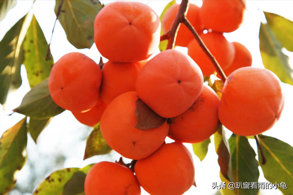 霜降吃柿子柿柿如意,霜降时节吃柿子润肺健脾好处多