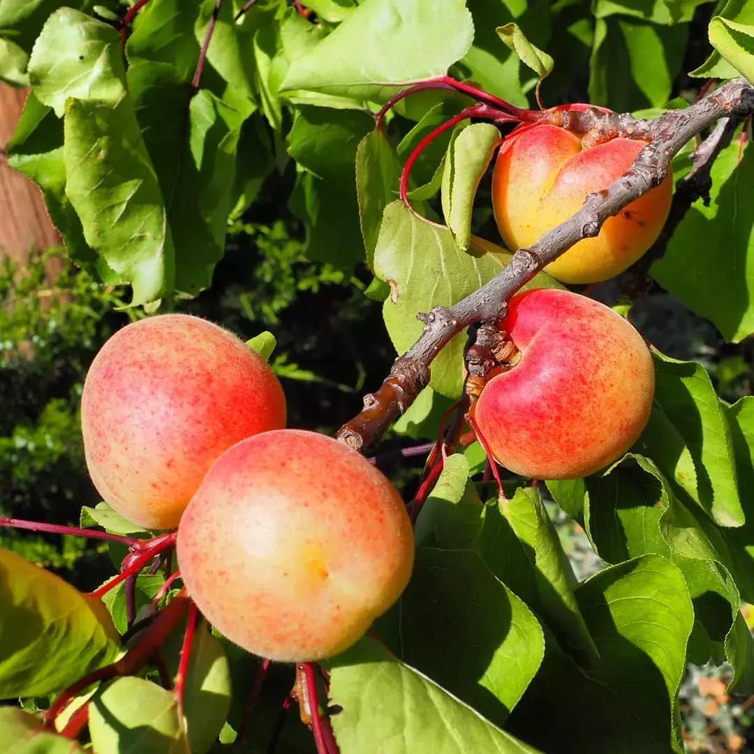 杏是一种什么水果,杏是热带水果么