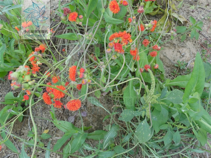止血丹属于什么剂,止血丹的功效