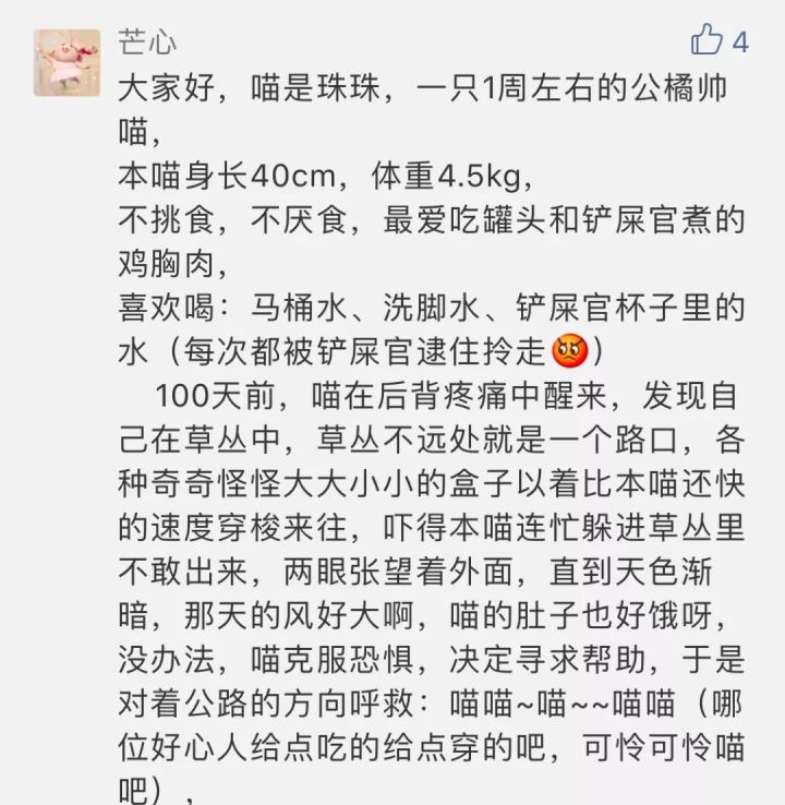 刚出生几天的小奶猫怎么养,新手养猫怎么养小奶猫