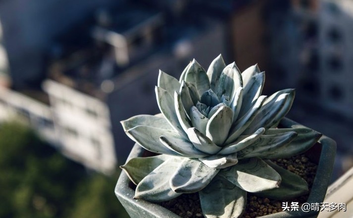 多肉仙女杯繁殖,多肉仙女杯如何快速服盆