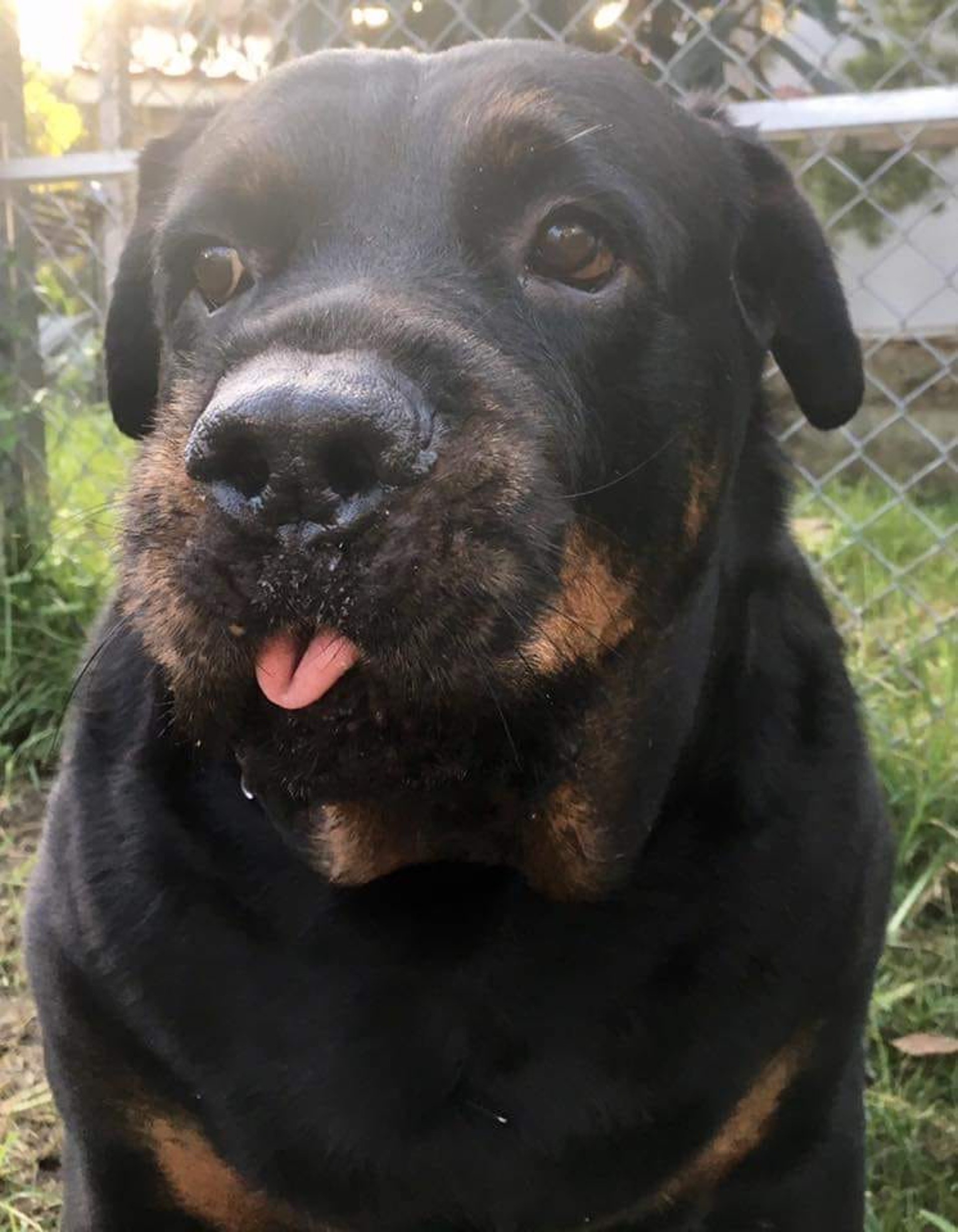 罗威纳成为奶奶的拐杖,120斤罗威纳犬视频