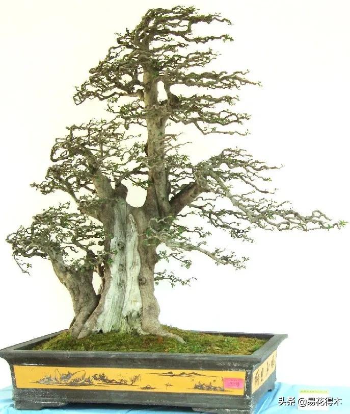 盆景制作技法与鉴赏教案,盆景制作与欣赏文章