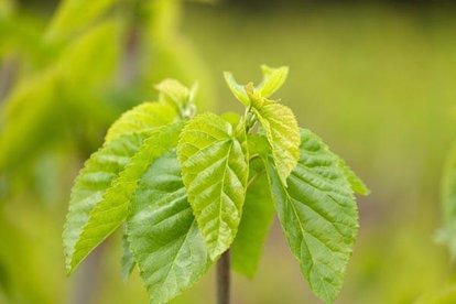 桑叶树的栽培方法,桑叶种植技术视频教程