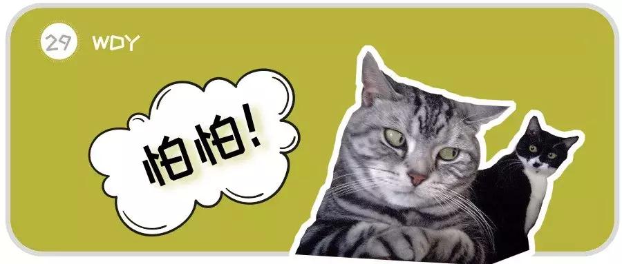 100个驯服动物的冷知识,6条养猫冷知识