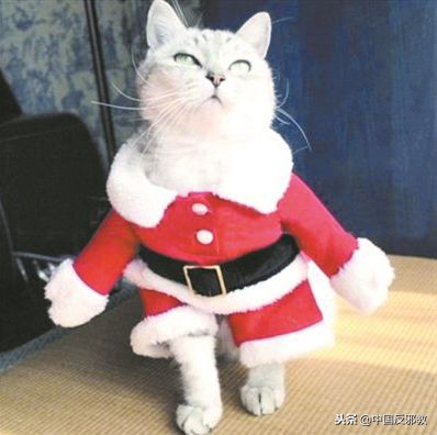 疯了！为了能和中国人一起干这事儿，老外们绞尽脑汁甚至组团去白宫*愿请**！