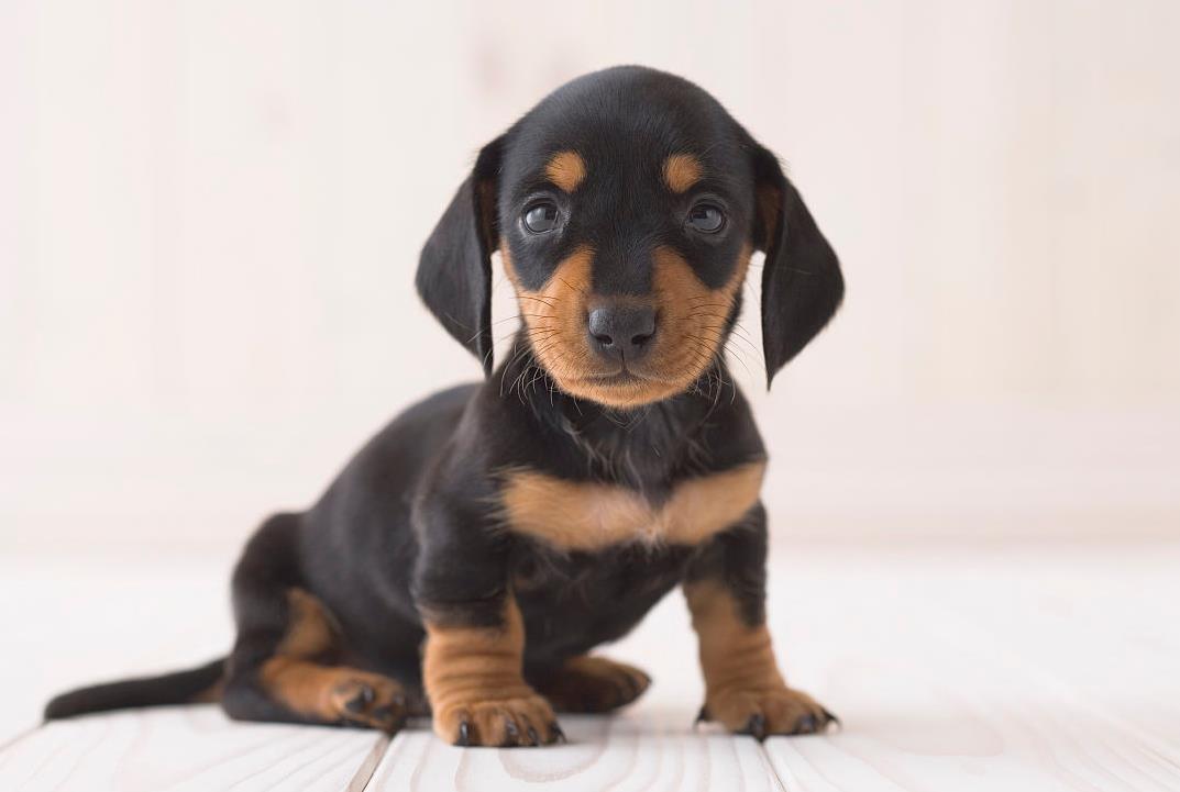 腊肠犬的优点和缺点及智商,宠物胸背腊肠犬