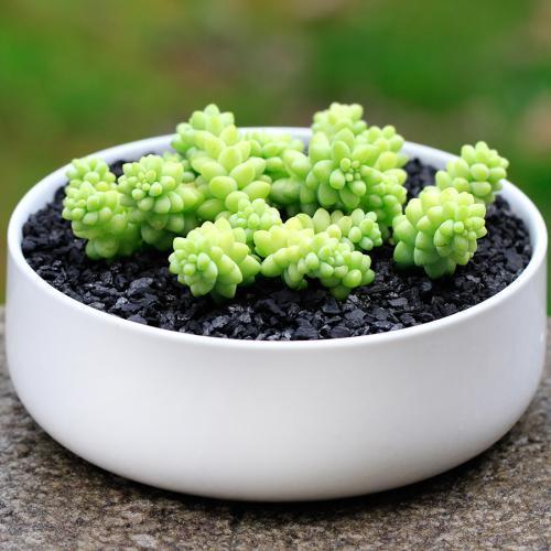 怎样让多肉火焰蒂亚叶片肥厚,多肉怎样让叶子肥厚有层次感