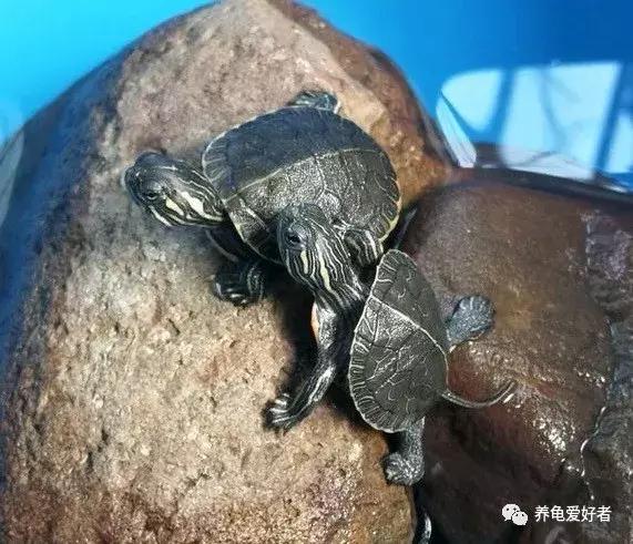 龟类冬眠期,龟什么时候开始冬眠