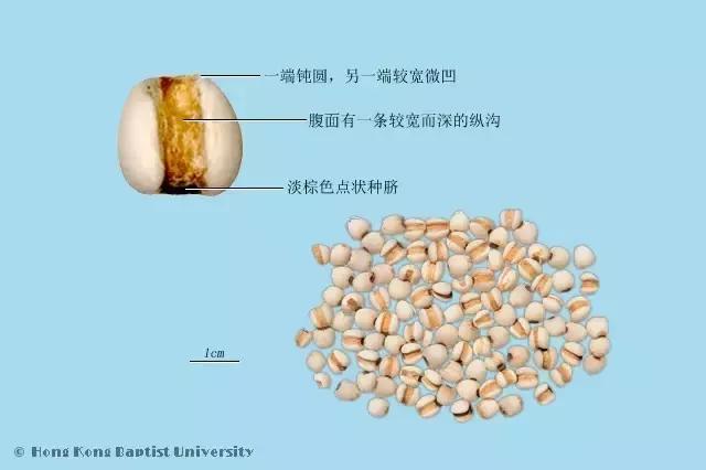 每天一味中药陈皮,每天一味中药沙苑子