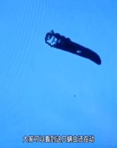 明星亲测生发液,明星亲测养生