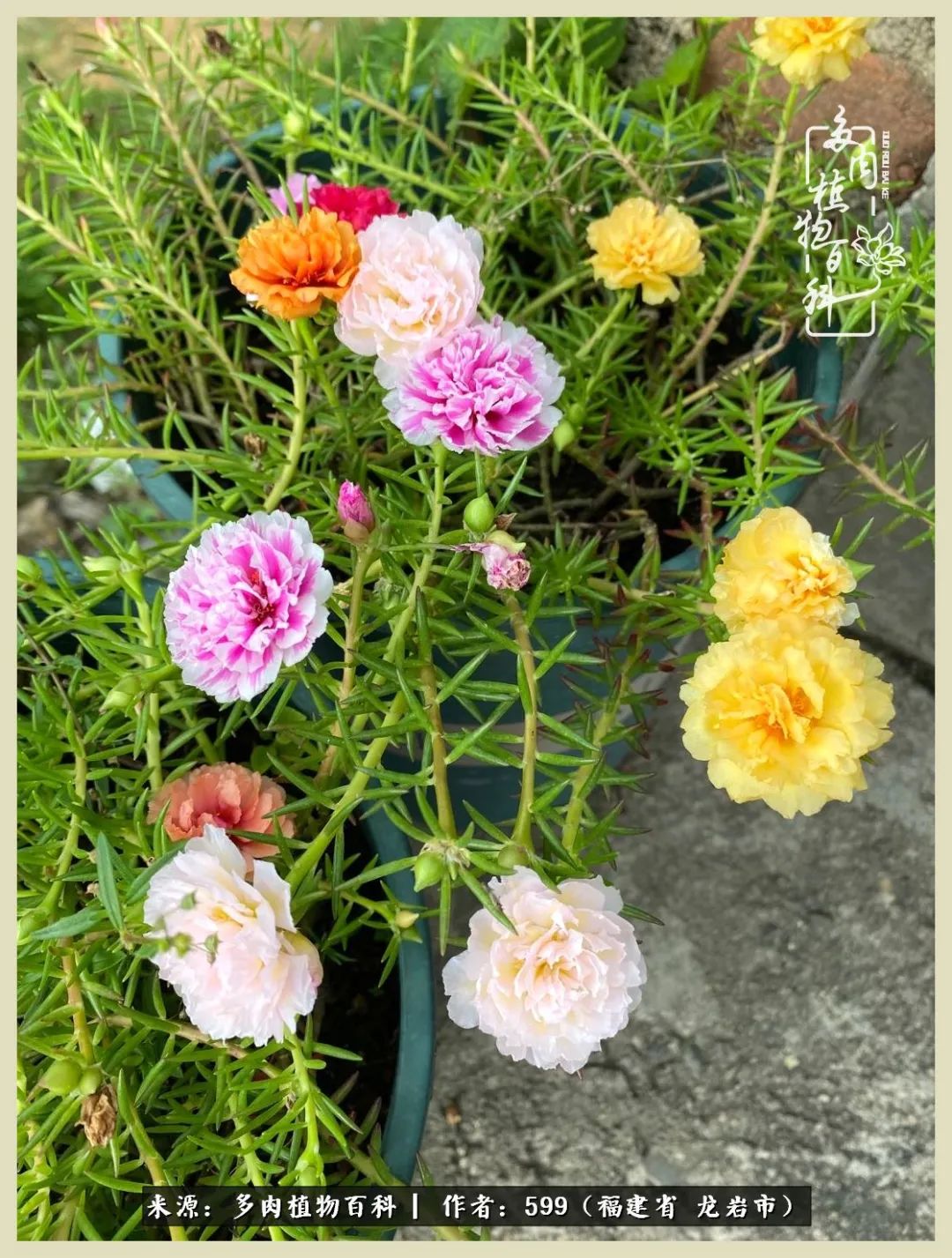 生活需要努力也需要花草,所有的热爱都需要不遗余力图片