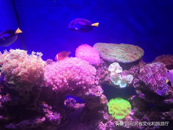 海洋公园特价35元起,快来唤醒来自世界各地的海洋居民吧!