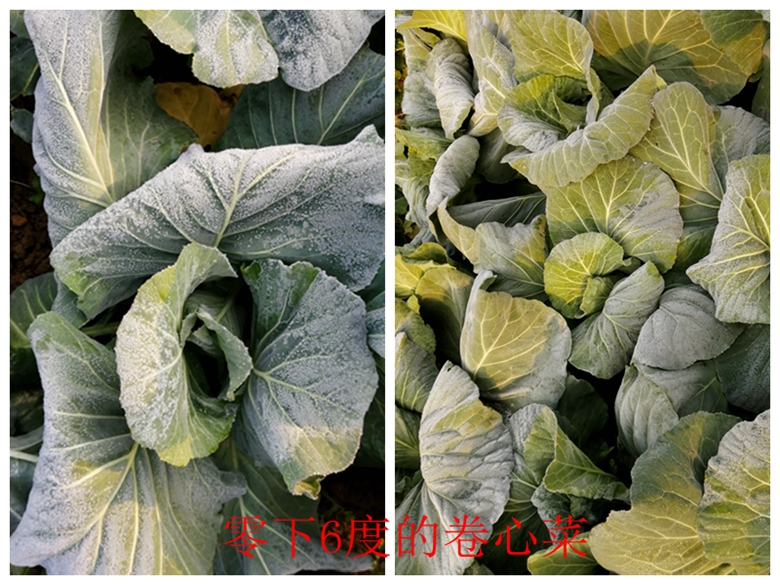 蔬菜档案甘蓝类,甘蓝蔬菜档案介绍