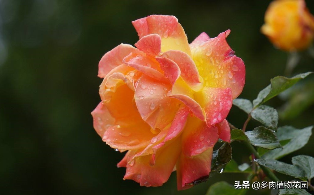 青州树型月季哪里有,青州种植月季花哪家好