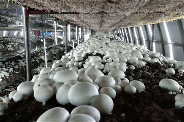 蘑菇栽培技术和管理,蘑菇栽培技术指导视频