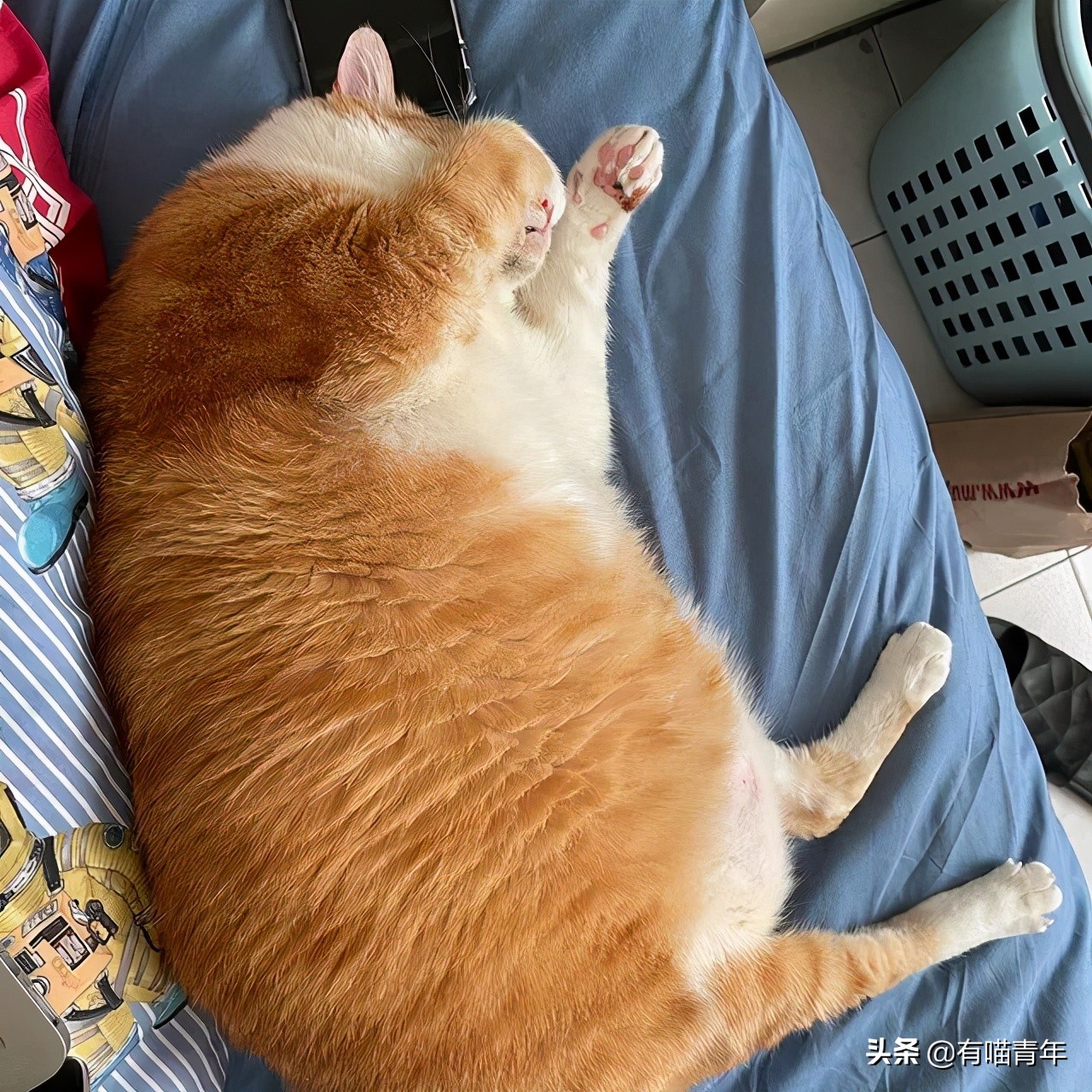 橘猫为什么是魔鬼,橘猫的恐怖之处