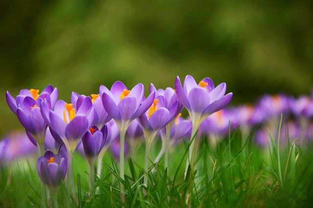 紫色好看的花有哪些,紫色花的魅力