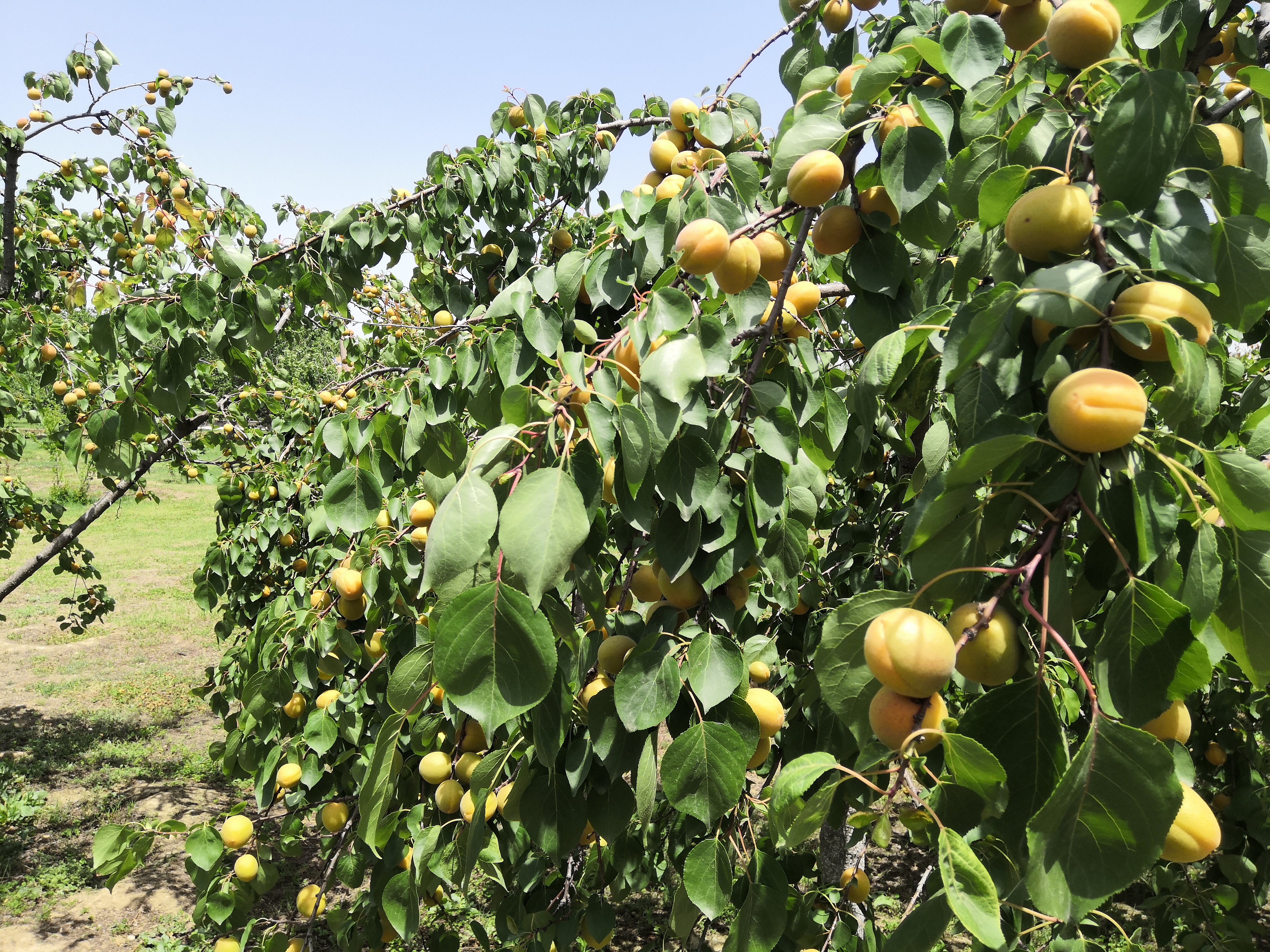 老侯看天下,西安浐灞国家湿地公园近期航拍