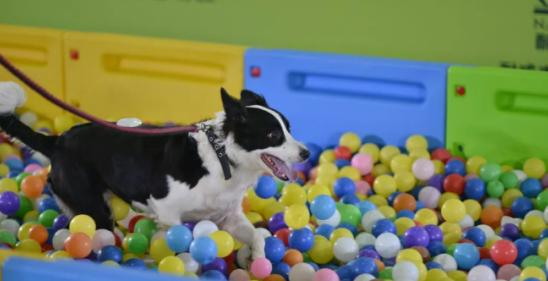 买车必等9月，2020烟台秋季车展亮点预告