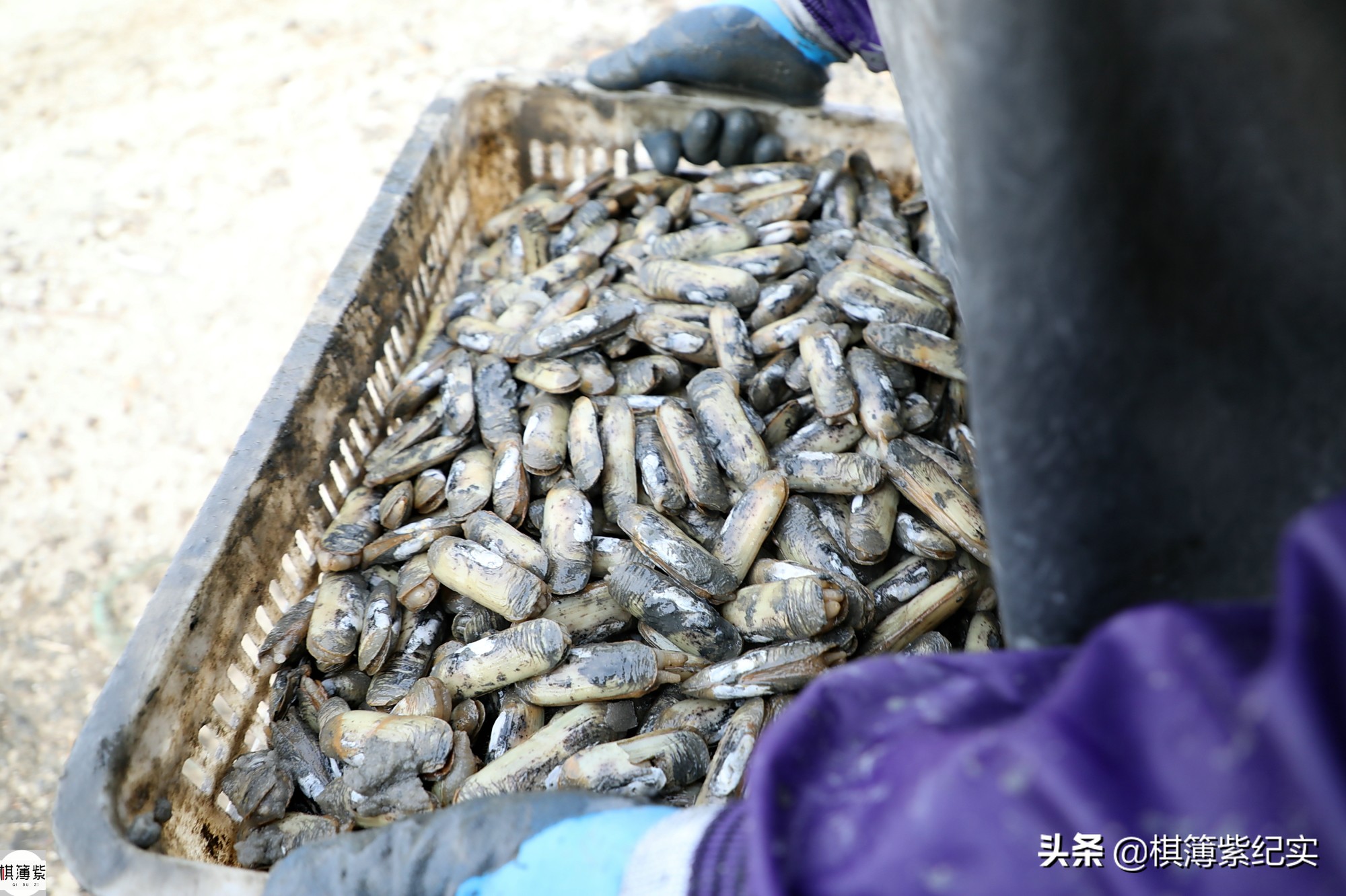 挖竹节蛏挣钱,赶海抓蛏子一天能赚多少钱