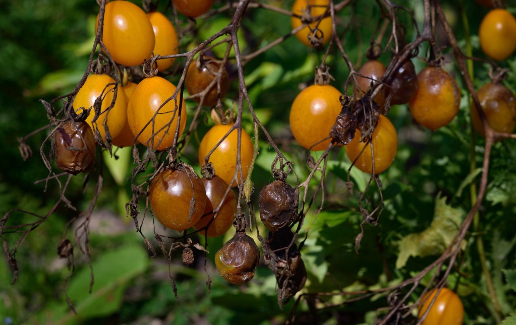 不懂病虫害,不懂预防疾病的案例