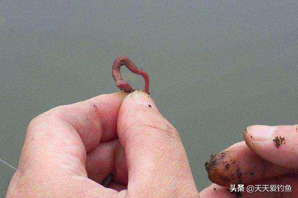 夏季钓花骨鱼钓法技巧,花骨鱼的垂钓技巧