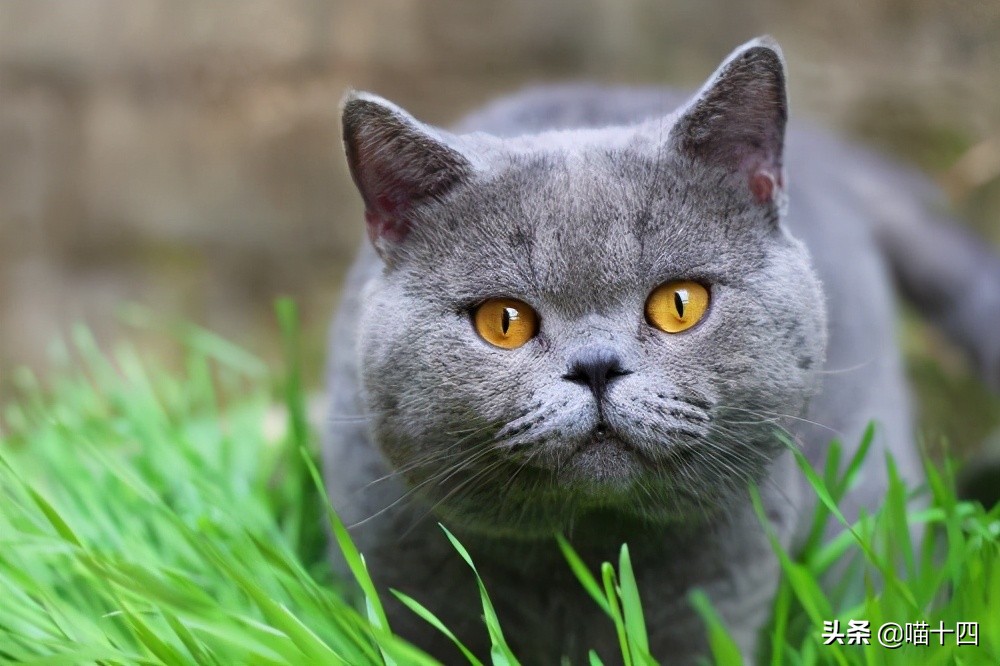 别让宠物医院榨干铲屎官的钱包——小毛病，不求人「外创篇-下」