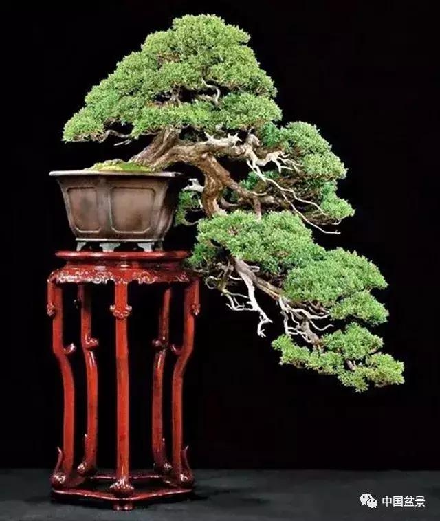 文人飘枝盆景图片欣赏,斜杆式飘枝盆景图片欣赏